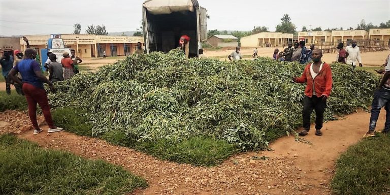 APEFA Distributes Sweet Potato Vines in Kirehe