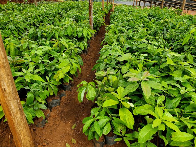GAIN Project: Successful establishment of tree nurseries across target districts